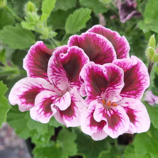 Spanish Angel - Angel Pelargonium (Geranium) Plant - 6cm bio pot