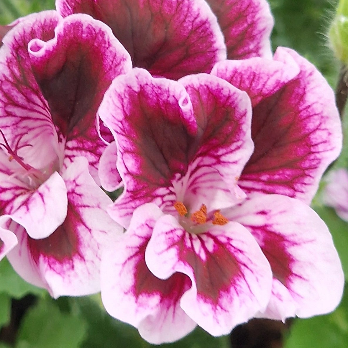 Spanish Angel - Angel Pelargonium (Geranium) Plant - 6cm bio pot