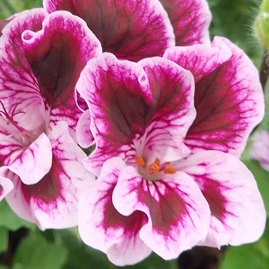 Spanish Angel - Angel Pelargonium (Geranium) Plant - 6cm bio pot