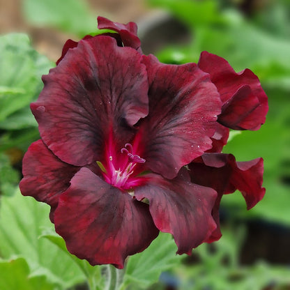 Springfield Black - Regal Pelargonium (Geranium) plant - 6cm bio pot