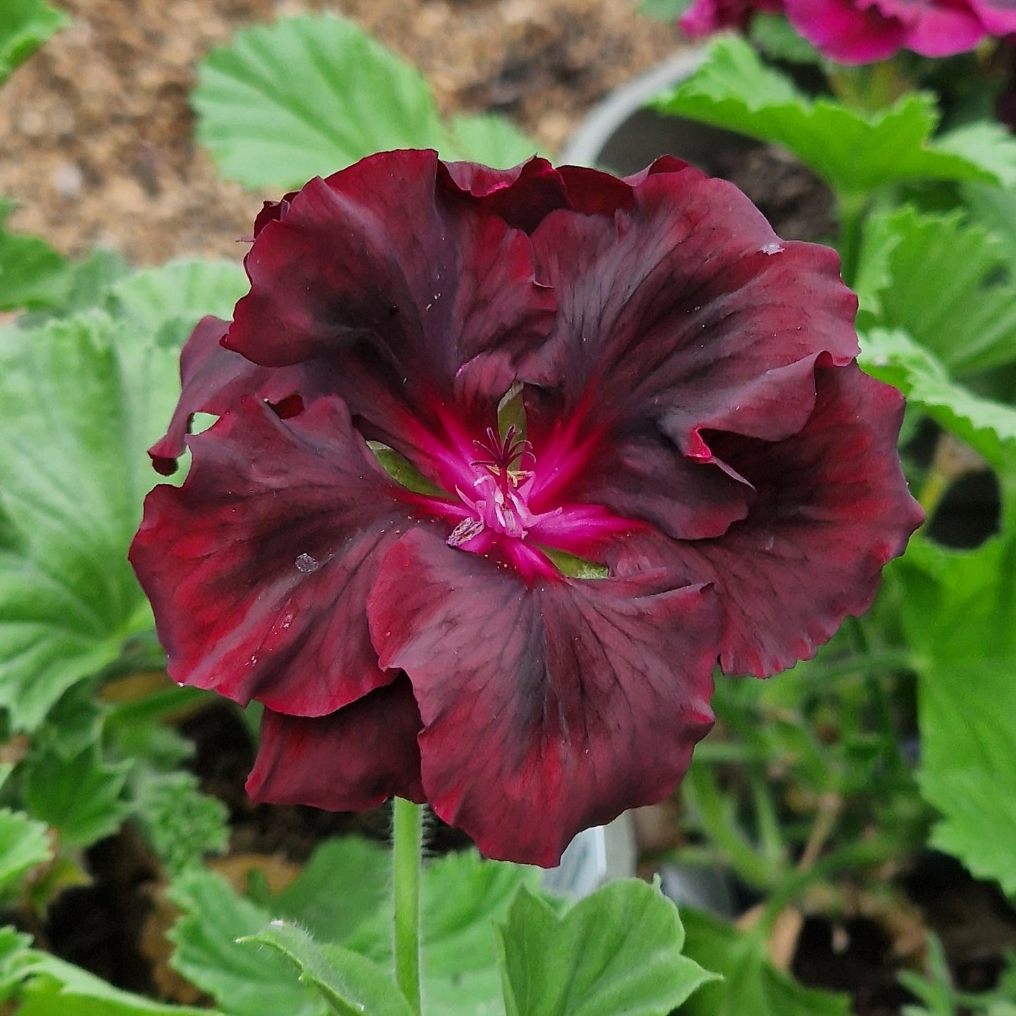 Springfield Black - Regal Pelargonium (Geranium) plant - 6cm bio pot