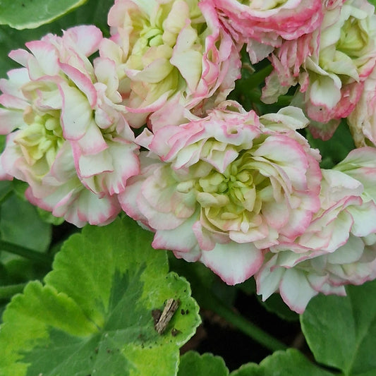 Stut's Dream Rosebud Pelargonium