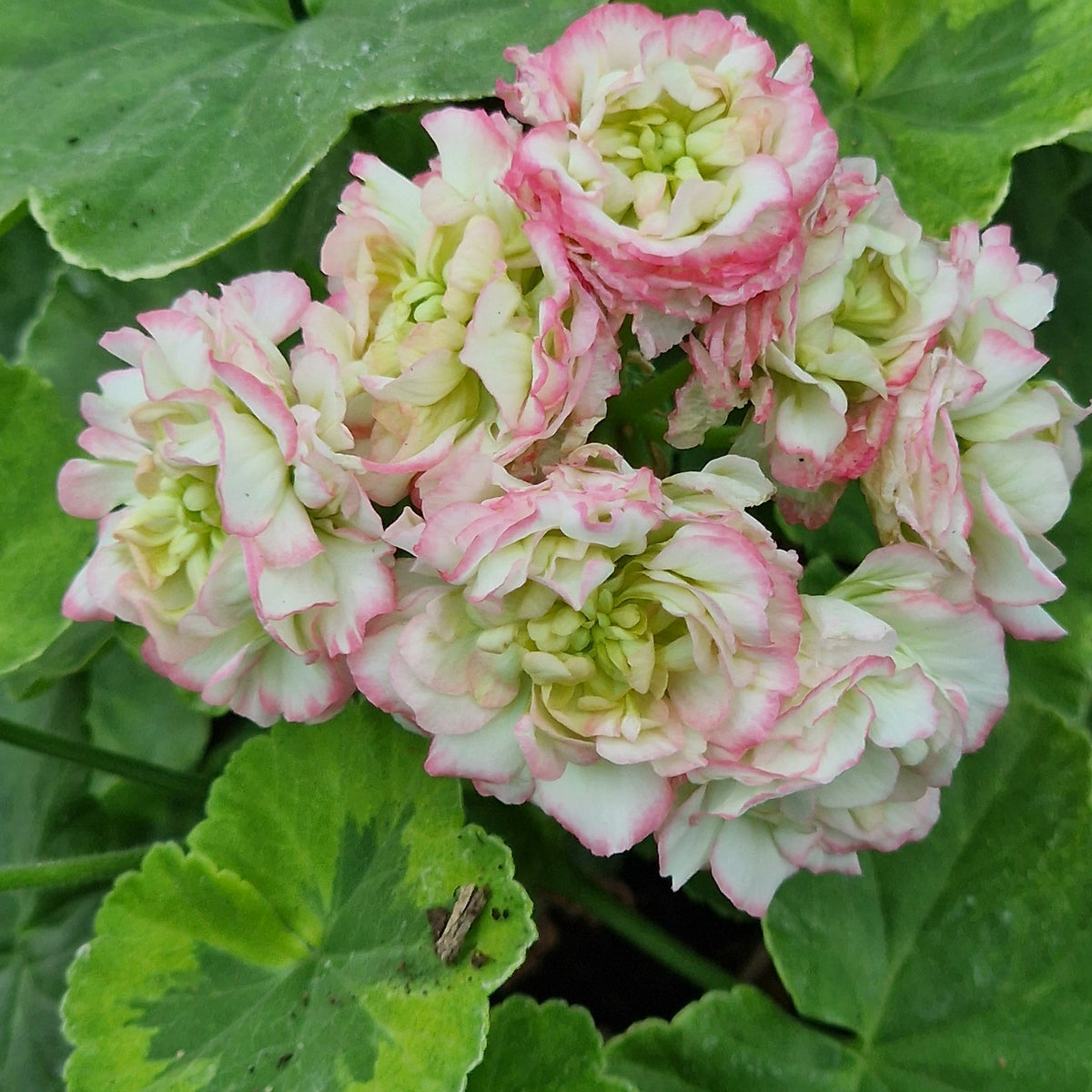 Stut's Dream Rosebud Pelargonium