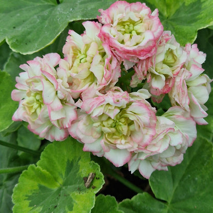 Stut's Dream Rosebud Pelargonium