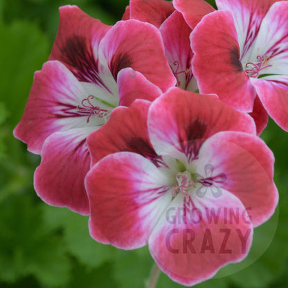 Suffolk Garnett - Decorative Pelargonium (Geranium) plant in 6cm bio pot