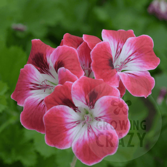 Suffolk Garnett - Decorative Pelargonium (Geranium) plant in 6cm bio pot