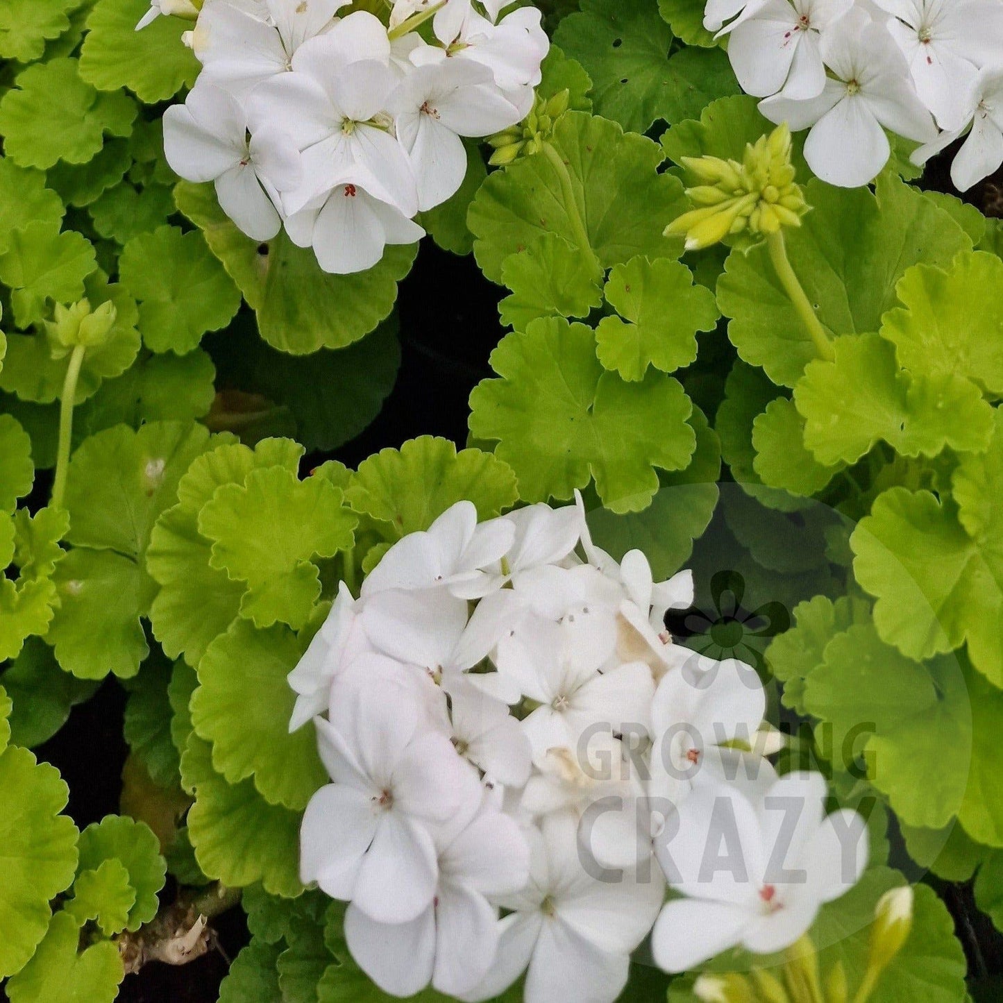 Sunridge Moonlight - Coloured Leaf Pelargonium (Geranium) Plant - 6cm pot