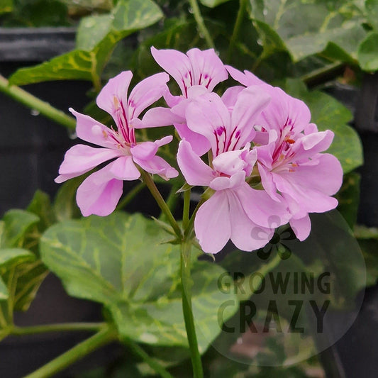 Swanland Lace - Ivy Leaved Pelargonium (Geranium) Plant - 6cm bio pot