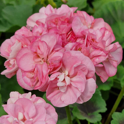 Sweet Jess - Rosebud Pelargonium (Geranium) Plant - 6cm pot