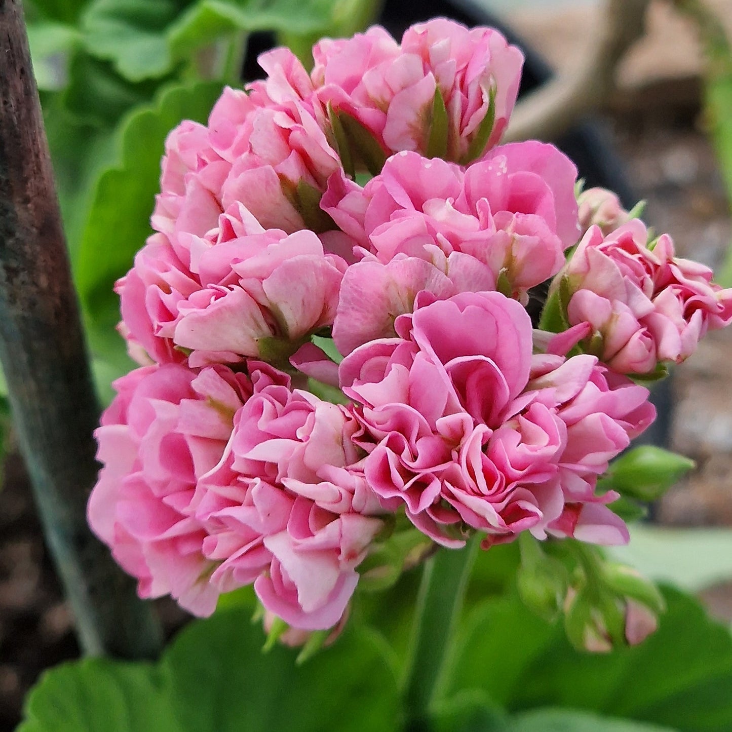 Sweet Jess - Rosebud Pelargonium (Geranium) Plant - 6cm pot