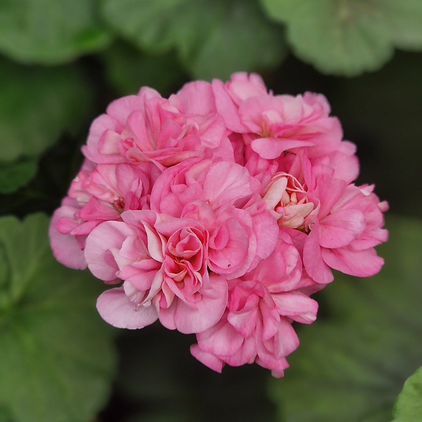 Sweet Jess - Rosebud Pelargonium (Geranium) Plant - 6cm pot