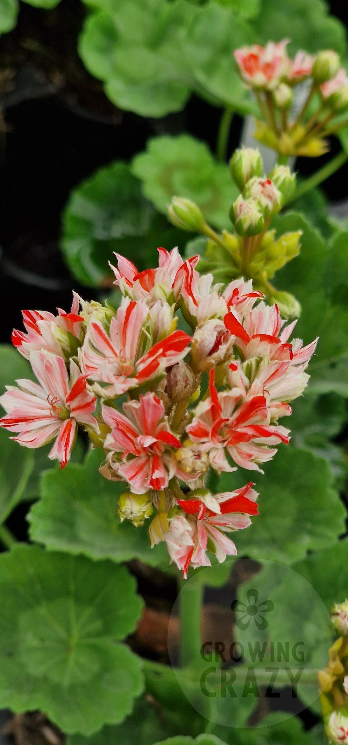 Swiss Star Zonal Pelargonium in flower