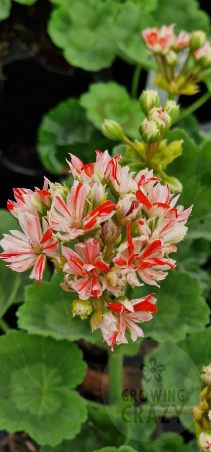Swiss Star Zonal Pelargonium in flower