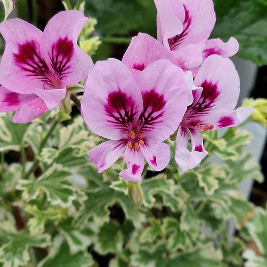 Ansbrook Beauty - Scented Leaf Pelargonium / Geranium Plant - 6cm bio pot