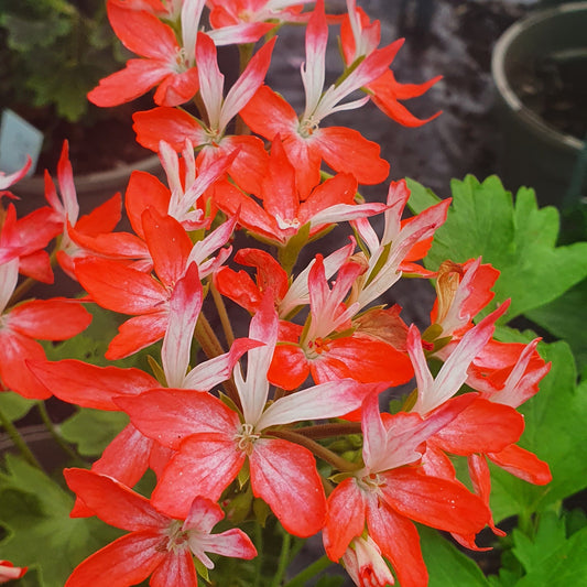 Tangerine Elf - Stellar Pelargonium (Geranium) Plant - 6cm bio pot