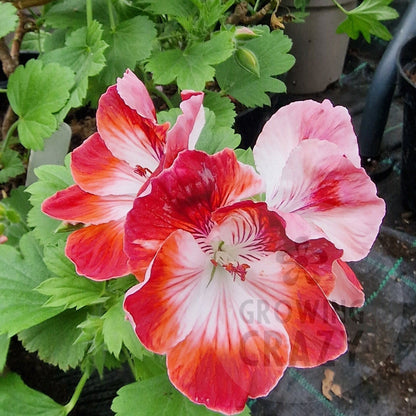 Turkish Coffee - Regal Pelargonium (Geranium) plant - 6cm bio pot