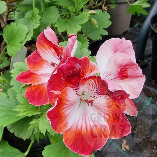 Turkish Coffee - Regal Pelargonium (Geranium) plant - 6cm bio pot
