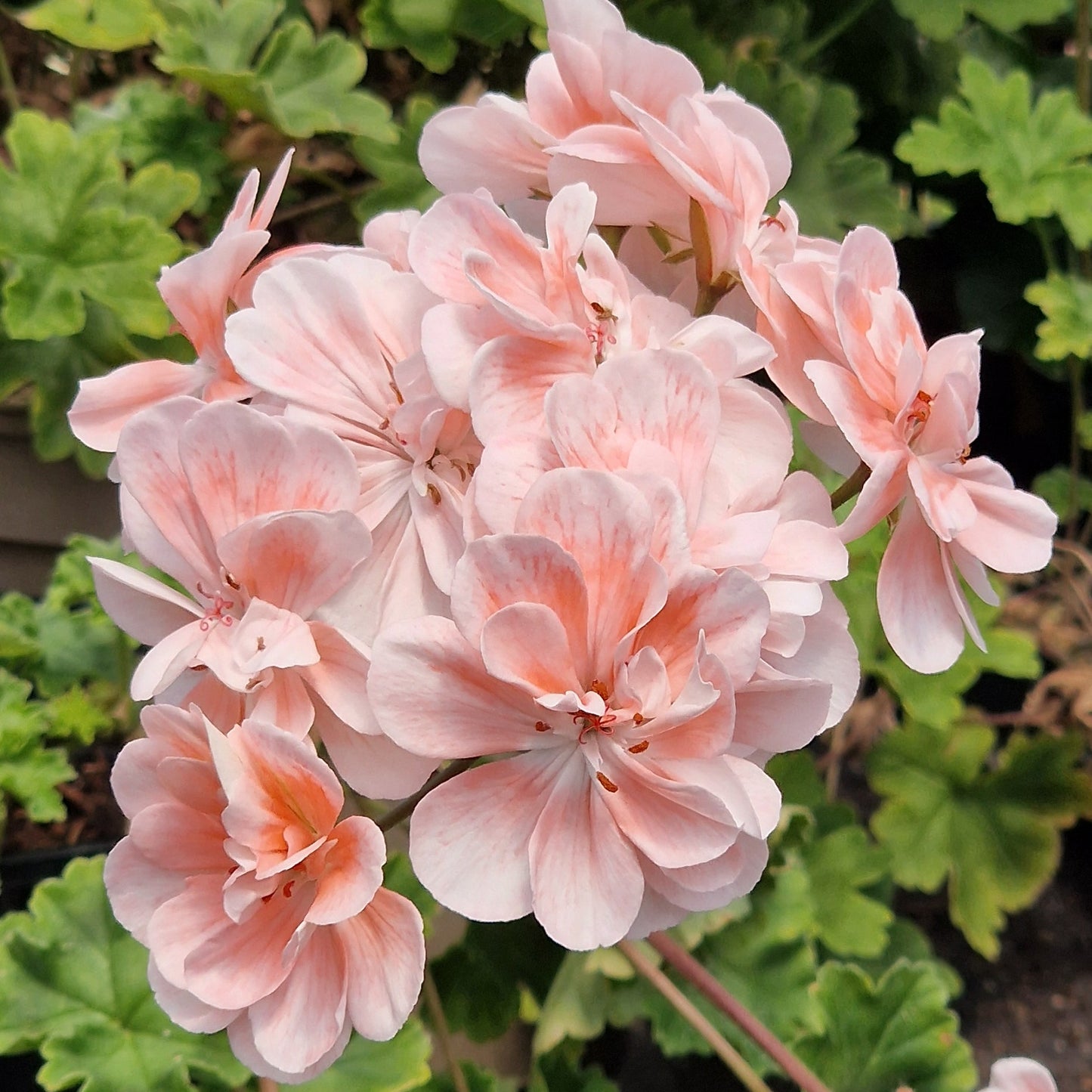 Unicorn Diva - Zonartic Pelargonium (Geranium) Plant - 6cm bio pot
