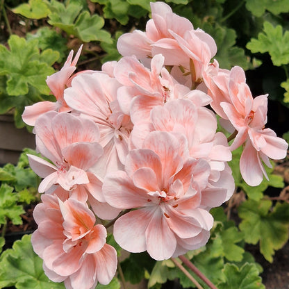 Unicorn Diva - Zonartic Pelargonium (Geranium) Plant - 6cm bio pot