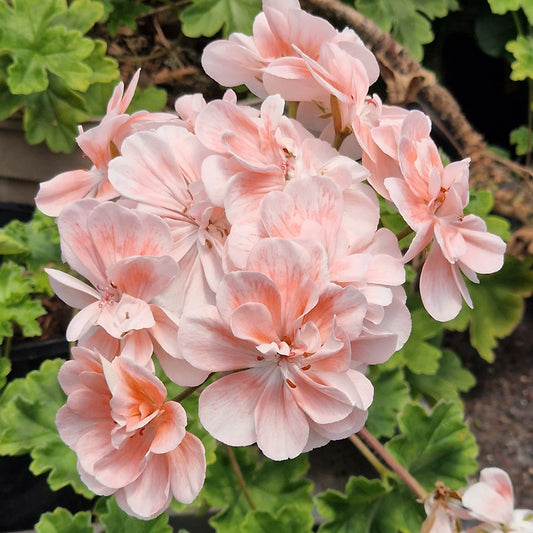 Unicorn Diva - Zonartic Pelargonium (Geranium) Plant - 6cm bio pot