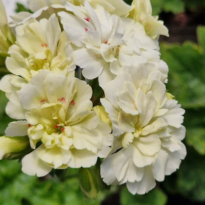 Unicorn Hot Butter - Zonartic Pelargonium (Geranium) Plant - 6cm bio pot