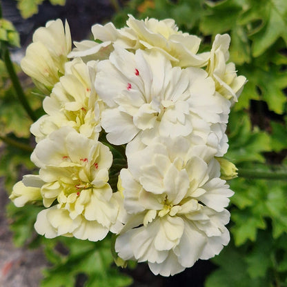 Unicorn Hot Butter - Zonartic Pelargonium (Geranium) Plant - 6cm bio pot