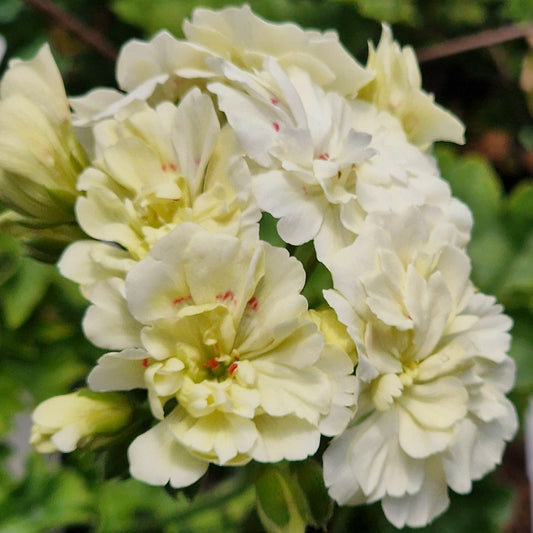 Unicorn Hot Butter - Zonartic Pelargonium (Geranium) Plant - 6cm bio pot