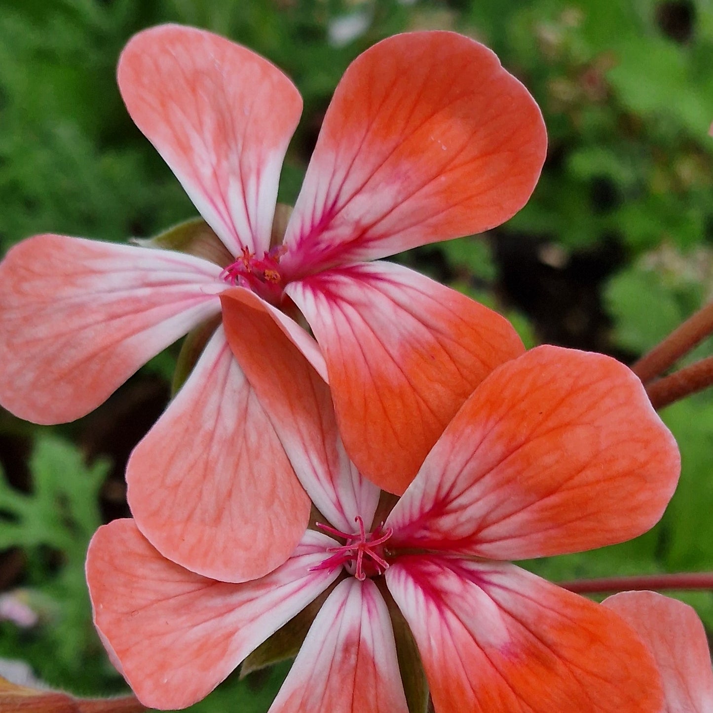 Unicorn Hot Pepper - Zonartic Pelargonium (Geranium) Plant - 6cm bio pot