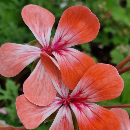 Unicorn Hot Pepper - Zonartic Pelargonium (Geranium) Plant - 6cm bio pot