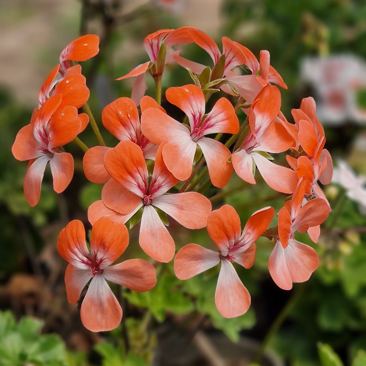 Unicorn Hot Pepper - Zonartic Pelargonium (Geranium) Plant - 6cm bio pot