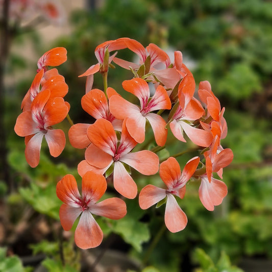 Unicorn Hot Pepper - Zonartic Pelargonium (Geranium) Plant - 6cm bio pot