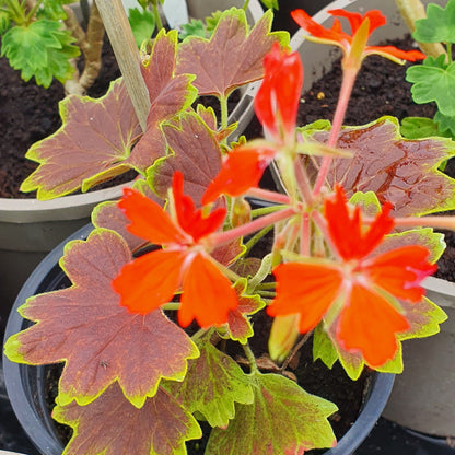 Vancouver Centennial - Stellar Pelargonium (Geranium) Plant - 6cm bio pot