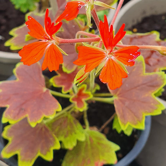 Vancouver Centennial - Stellar Pelargonium (Geranium) Plant - 6cm bio pot