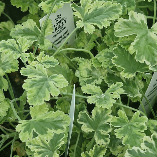 Variegated Fragrans - Spicy Pine Scented Leaved Pelargonium (Geranium) Plant - 6cm bio pot
