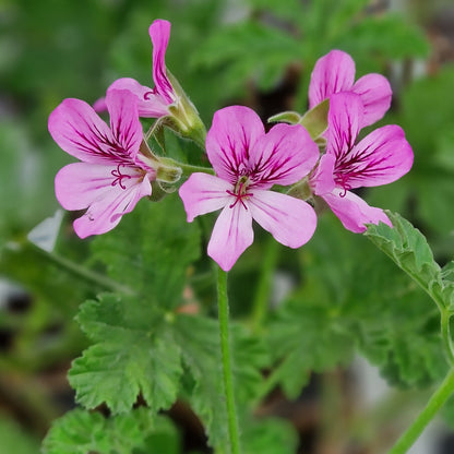 Violet Unique - Unique Pelargonium (Geranium) Plant - 6cm bio pot