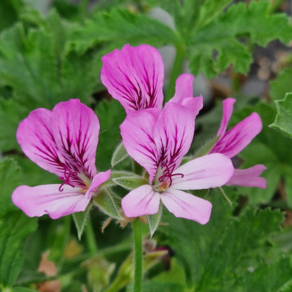 Violet Unique - Unique Pelargonium (Geranium) Plant - 6cm bio pot