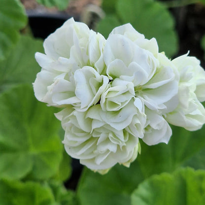 Vit Rosen - White Rosebud Pelargonium (Geranium) Plant - 6cm pot - for garden border or patio pot