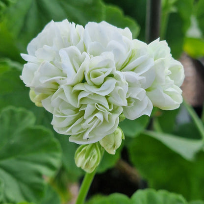 Vit Rosen - White Rosebud Pelargonium (Geranium) Plant - 6cm pot - for garden border or patio pot