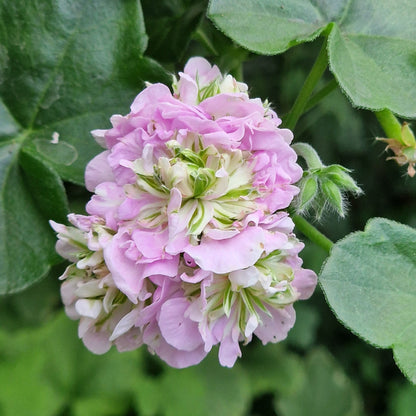Viva Carolina - Ivy Leaved Pelargonium (Geranium) Plant - 6cm bio pot