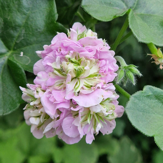 Viva Carolina - Ivy Leaved Pelargonium (Geranium) Plant - 6cm bio pot