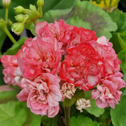 Wedding Royale - Rosebud Pelargonium (Geranium) Plant - 6cm pot