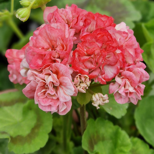 Wedding Royale - Rosebud Pelargonium (Geranium) Plant - 6cm pot