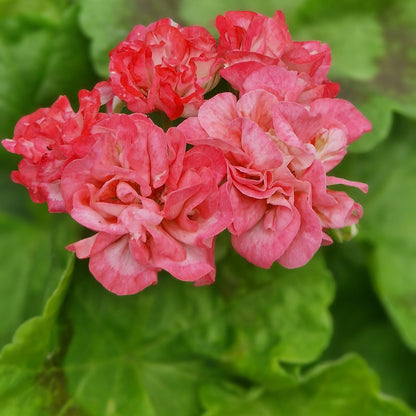 Wedding Royale - Rosebud Pelargonium (Geranium) Plant - 6cm pot