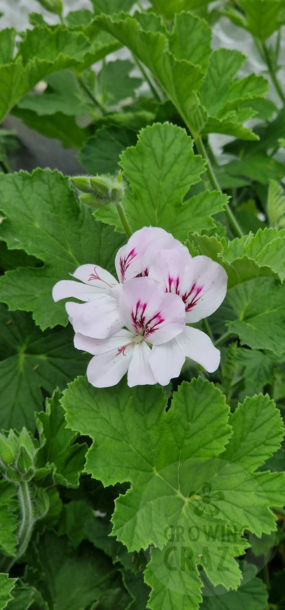 White Unique Pelargonium in flower