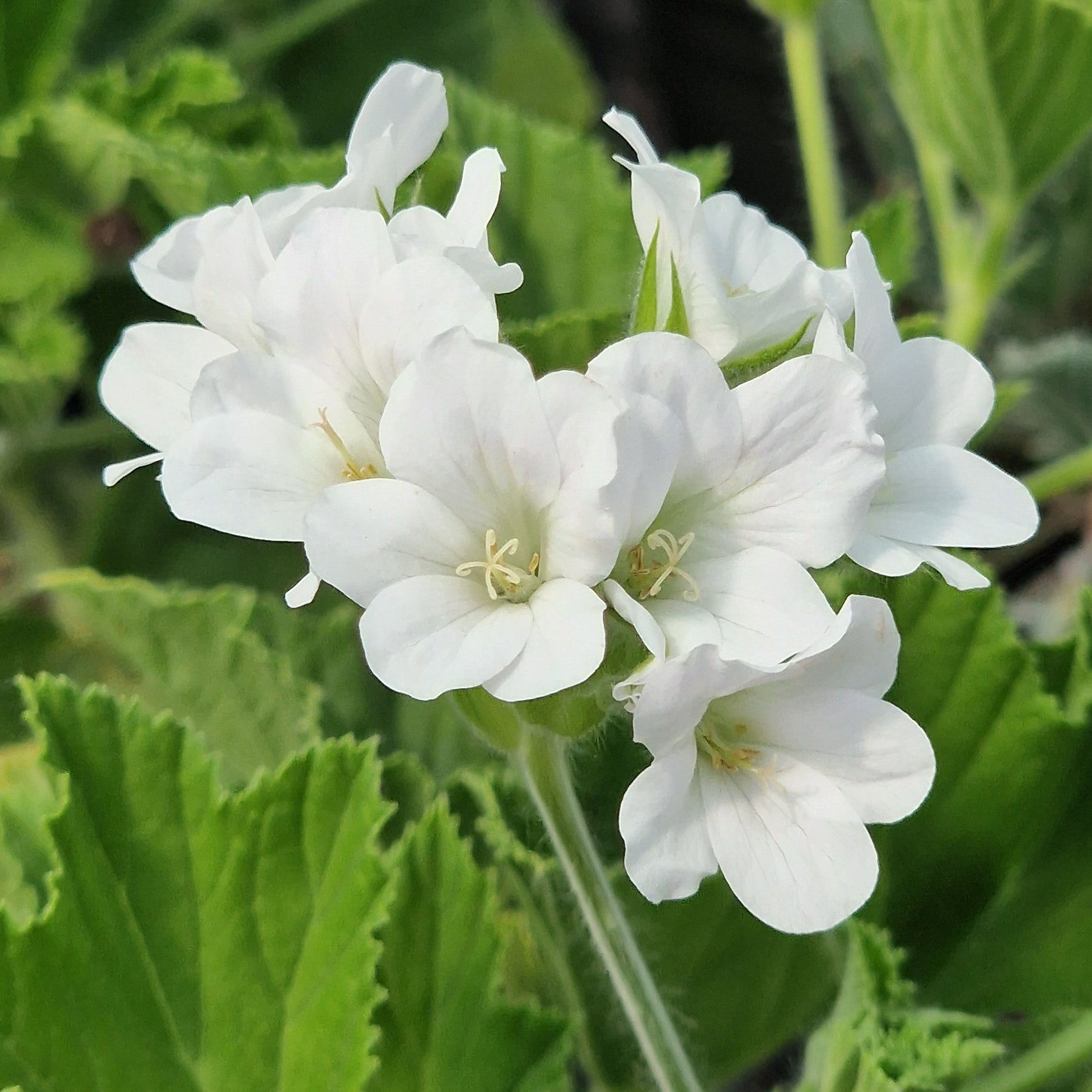 White flowers with green leaves growing together in a natural outdoor setting.