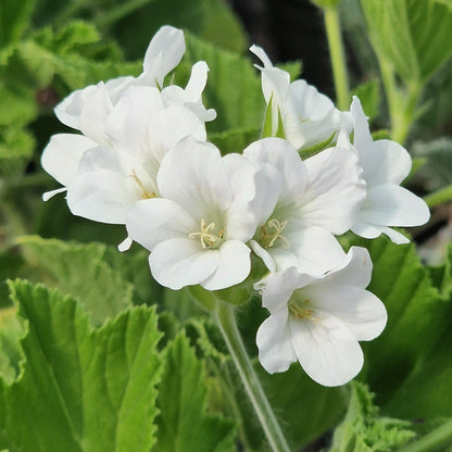 White flowers with green leaves growing together in a natural outdoor setting.