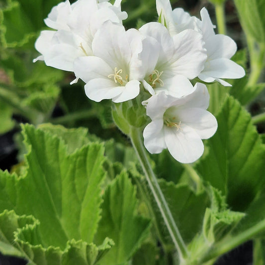 P. cuculatum strigifolium White Form - Species Pelargonium (Geranium) Single Plant - 6cm bio pot