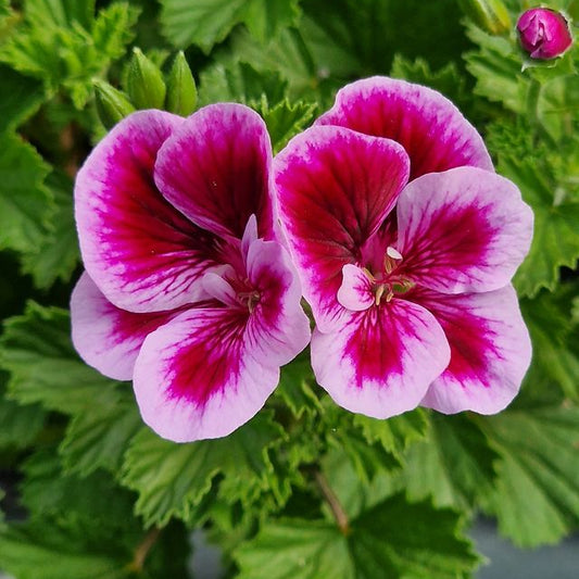 Berkswell Carnival - Angel Pelargonium (Geranium) Plant - 6cm bio pot