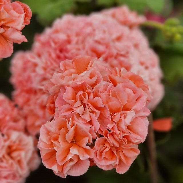 Maureen - Fancy Leaf Pelargonium / Geranium Plant - 6cm pot