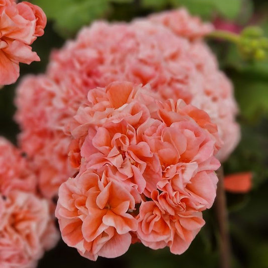 Maureen - Fancy Leaf Pelargonium / Geranium Plant - 6cm pot